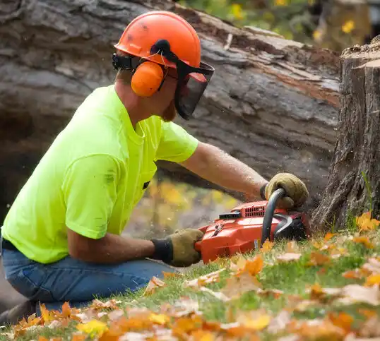 tree services Freeport